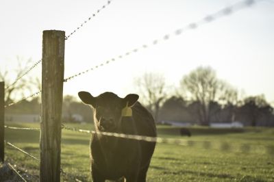 Farm Fence with Barbed Wire